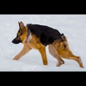 Meet your Posher, Levi